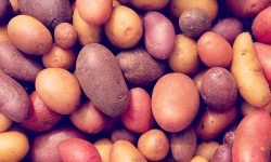 Potato Trivia – 10 Facts about the Mighty Spud