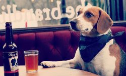 You can now share a pint with your Dog