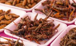 Eating Insects – The New Protein Fuelled Health Kick